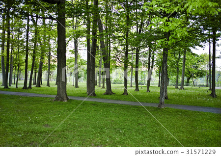 尼亞加拉公園,安大略省,加拿大 尼亞加拉公園,安大略省,加拿大 31571229