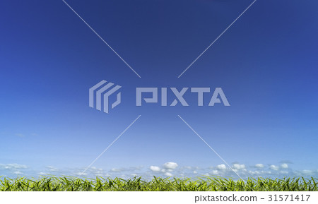 cloud, grass, Grass (plant) 31571417