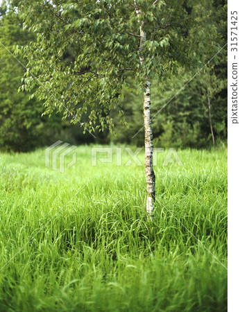 Birch, Boryeong, Chungnam 31571425