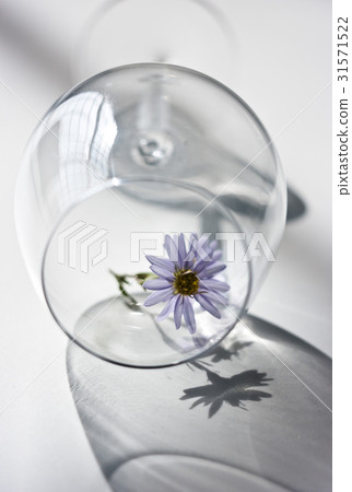 Wineglass Wineglass 31571522