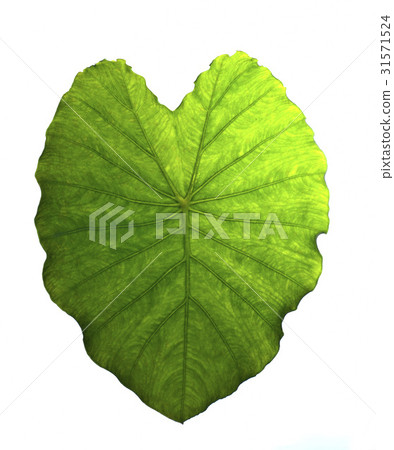 leaf leaf 31571524
