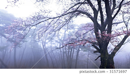 Dohwa, Boryeong-si, Chungnam Dohwa, Boryeong-si, Chungnam 31571697