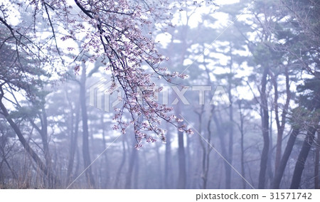 Drawing Drawing 31571742