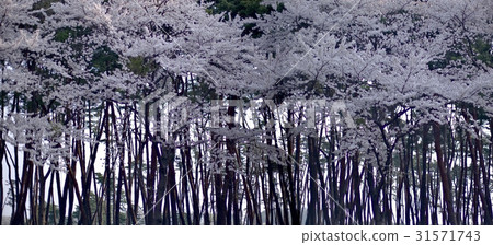 Cherry blossoms, Gangneung, Gangwon-do 31571743