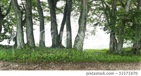 Seorak, Gurye-gun, Jeonnam 31571870