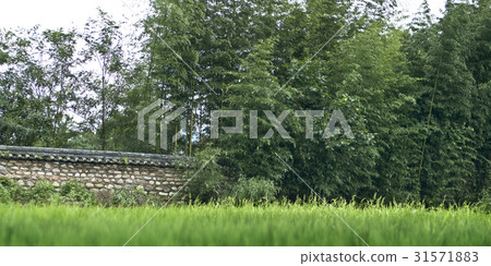 Bamboo, Namwon city, Jeonbuk Bamboo, Namwon city, Jeonbuk 31571883