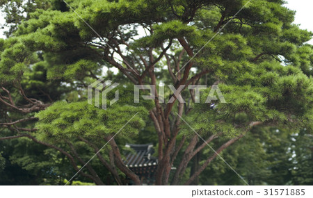 Pine trees, Namwon city, Jeonbuk 31571885