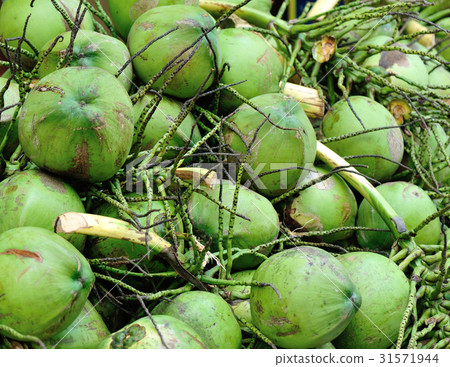 Closeup of green coconuts For Sell On Street 31571944