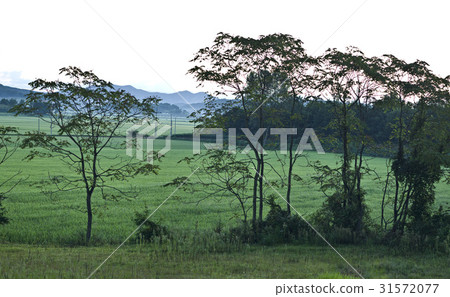 Leather Tree, Seocheon-gun, Chungnam 31572077