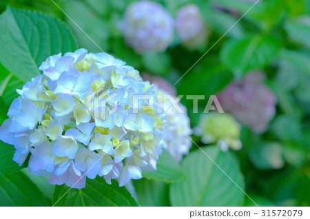 輕型消防栓繡球花 輕型消防栓繡球花 31572079