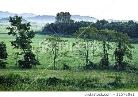 Leather Tree, Seocheon-gun, Chungnam 31572081