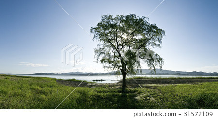 Willow, Seocheon, Chungnam 31572109