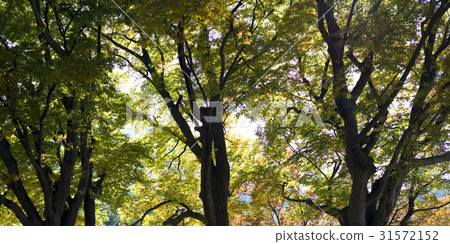Zelkova，Muju-gun，Jeonbuk 31572152