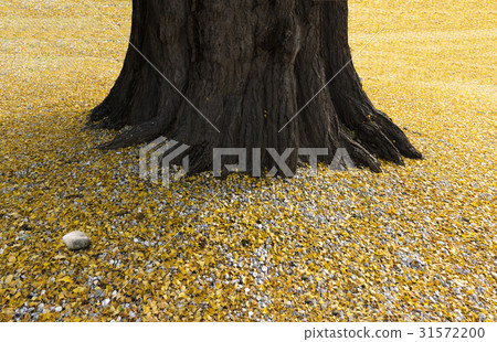 Ginkgo, Gangneung, Gangwon-do Ginkgo, Gangneung, Gangwon-do 31572200