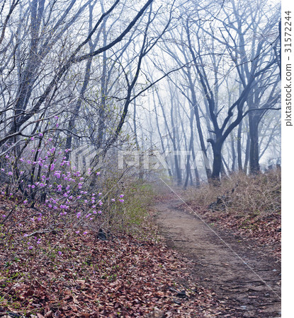 Gwangju, Gyeonggi-do 31572244