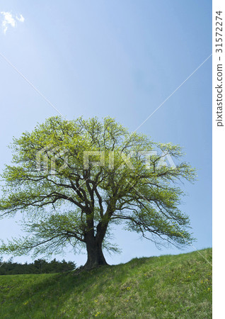 Stone tree, Gangneung-si, Gangwon-do 31572274