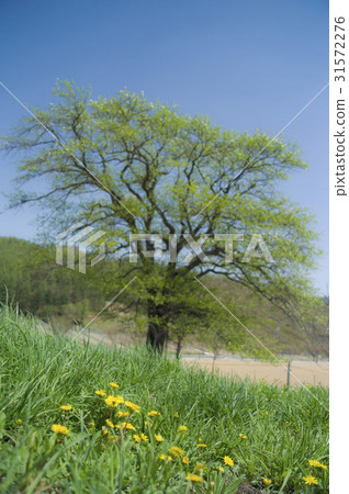 Stone tree, Gangneung-si, Gangwon-do Stone tree, Gangneung-si, Gangwon-do 31572276
