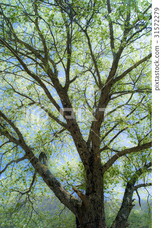 Stone tree, Gangneung-si, Gangwon-do 31572279