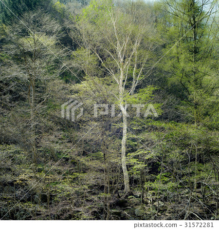 Ode Mountain, Pyeongchang County, Gangwon Province Ode Mountain, Pyeongchang County, Gangwon Province 31572281