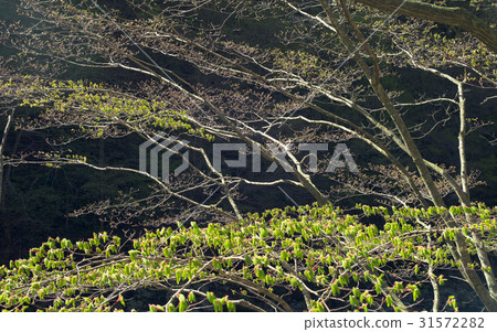 Ode Mountain, Pyeongchang County, Gangwon Province 31572282