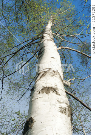 Birch, Pyeongchang-gun, Gangwon-do 31572295