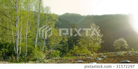 Birch, Pyeongchang-gun, Gangwon-do 31572297