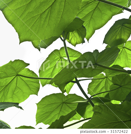 Paulownia Paulownia 31572422