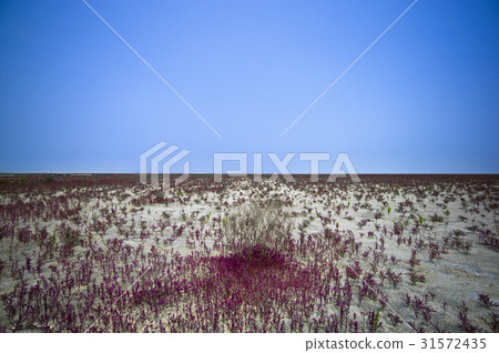 Saemangeum reclamation area, Buan-gun, Jeonbuk 31572435