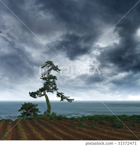 忠南市保寧市 31572471