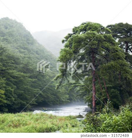 Pine, Boryeong, Chungnam Pine, Boryeong, Chungnam 31572489