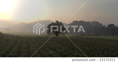 Zelty Tree, Mt. 31572551