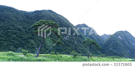 Pine Tree, Yeongwol-gun, Gangwon-do 31572603