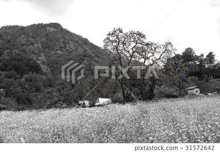 Persimmon, Gangneung, Gangwon-do 31572642