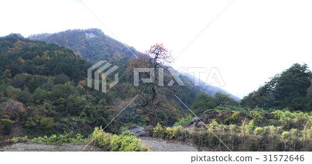 Persimmon, Gangneung, Gangwon-do 31572646