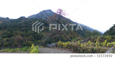 Persimmon, Gangneung, Gangwon-do 31572650