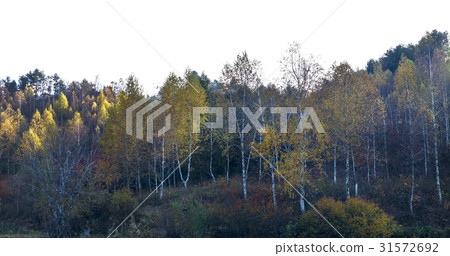 Birch, Inje County, Gangwon Province 31572692