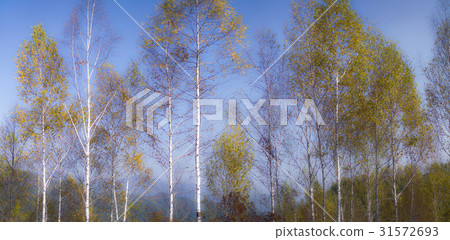 Birch, Inje County, Gangwon Province 31572693