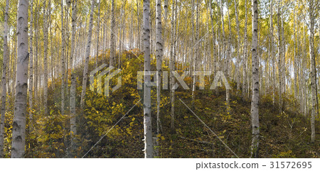 Birch, Inje County, Gangwon Province 31572695