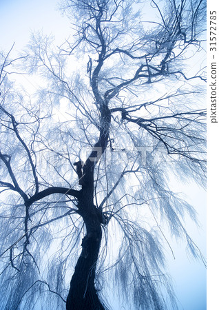 Yeongsu Willow, Yeoju-gun, Gyeonggi-do 31572785