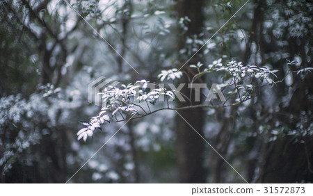 Leaf, Seogwipo city, Jeju island Leaf, Seogwipo city, Jeju island 31572873