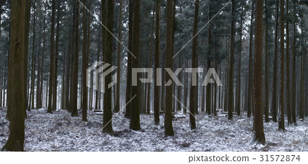 Cedar, Jumun Natural Recreation Forest, Jeju City, Jeju Island 31572874