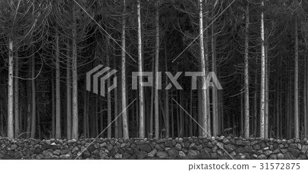 Cedar, Jumun Natural Recreation Forest, Jeju City, Jeju Island 31572875