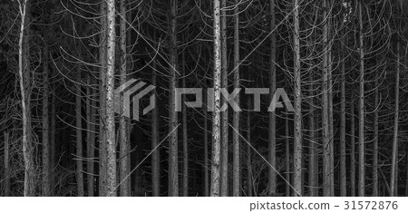 Cedar, Jumun Natural Recreation Forest, Jeju City, Jeju Island 31572876