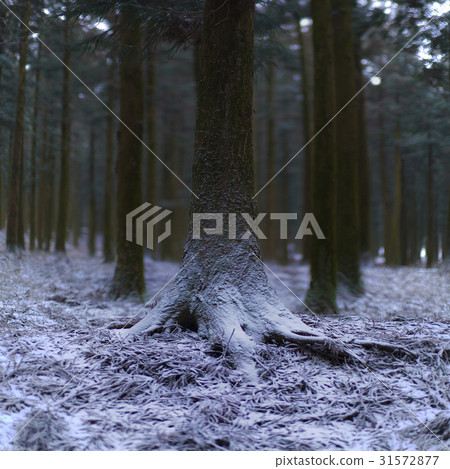 Cedar, Jumun Natural Recreation Forest, Jeju City, Jeju Island 31572877