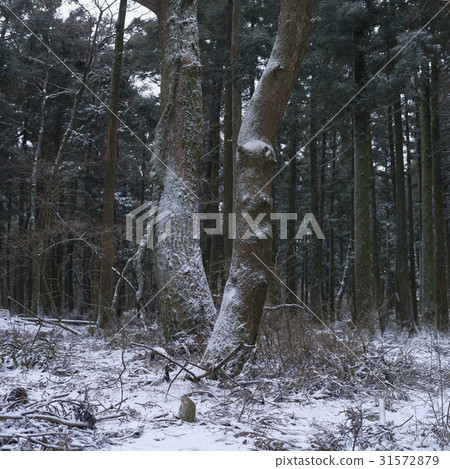 Pine Tree, Forest Road, Jocheon-eup, Jeju-si, Jeju-do Pine Tree, Forest Road, Jocheon-eup, Jeju-si, Jeju-do 31572879