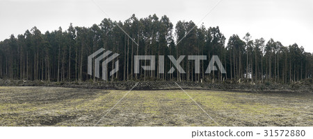 Cedar, Jeju Island 31572880