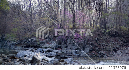 Ode Mountain, Pyeongchang County, Gangwon Province Ode Mountain, Pyeongchang County, Gangwon Province 31572976