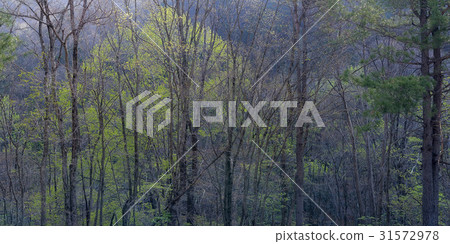 Ode Mountain, Pyeongchang County, Gangwon Province Ode Mountain, Pyeongchang County, Gangwon Province 31572978