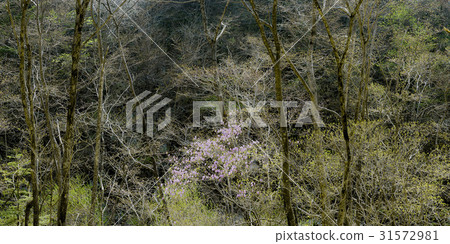 Ode Mountain, Pyeongchang County, Gangwon Province 31572981