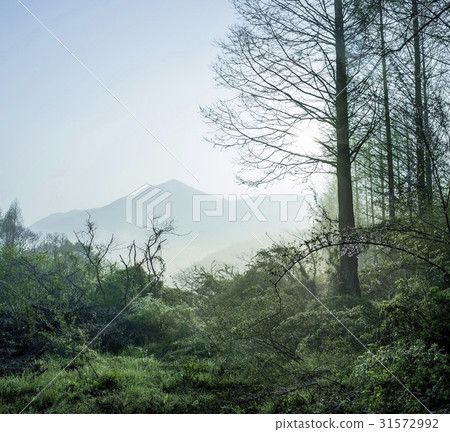 Metasequoia, Boryeong, Chungnam Metasequoia, Boryeong, Chungnam 31572992
